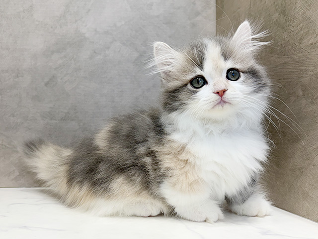 大阪府のミヌエット (ペッツファースト心斎橋本店/2026年2月8日生まれ/女の子/ダイリュートキャリコ)の子猫の1枚目の画像