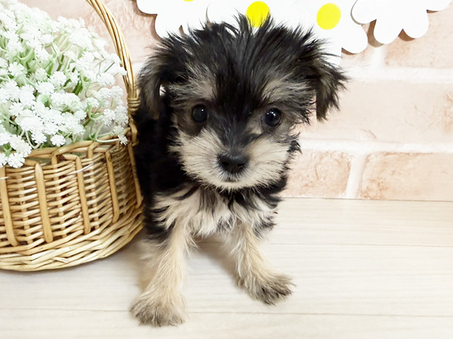 静岡県のマルキー/マルヨーキー(マルチーズ×ヨークシャーテリア) (ペッツファースト富士南店/2026年2月9日生まれ/女の子/ブラッククリーム)の子犬の1枚目の画像