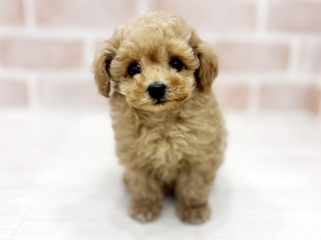 大阪府のトイプードル(ティーカップ) (ペッツファースト北心斎橋店/2026年2月9日生まれ/女の子/アプリコット)の子犬の1枚目の画像