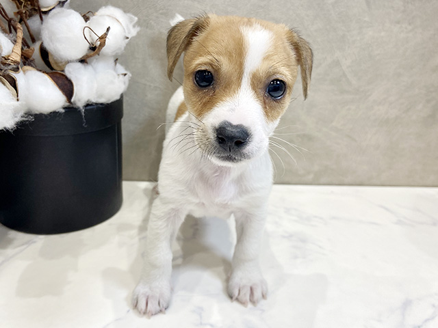 ジャックラッセルテリア, 性別 女の子, 誕生日 2026/02/09, 毛色 タンホワイト, 出身 岡山県, 店舗 名古屋栄店(愛知県), お問い合わせ番号 2650154