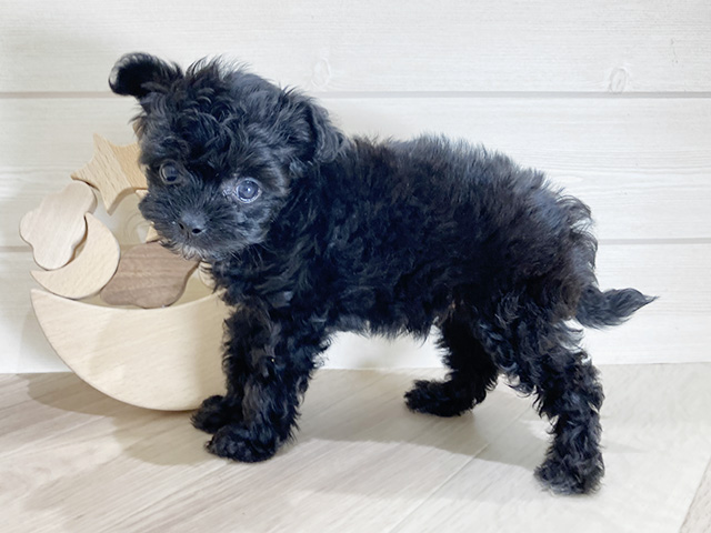 鳥取県のチワプー/プーチー(チワワ×プードル) (ペッツファースト日吉津店/2026年2月9日生まれ/男の子/ブラックホワイト)の子犬の1枚目の画像