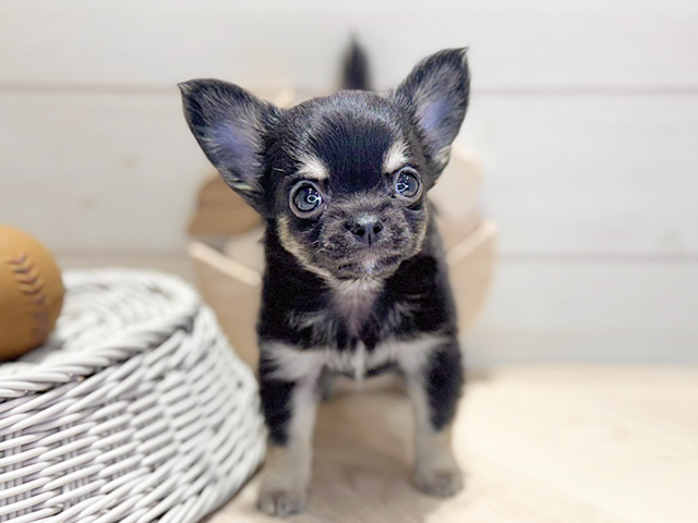 群馬県のチワワ(ロング) (ペッツファースト高崎店/2026年2月9日生まれ/男の子/ブラックタン)の子犬の1枚目の画像