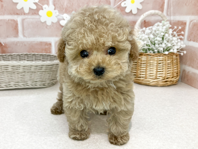 トイプードル
