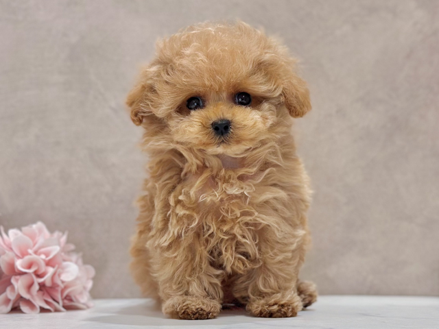 東京都のトイプードル(ティーカップ) (ペッツファースト新宿店/2026年2月9日生まれ/女の子/カフェオレ)の子犬の1枚目の画像