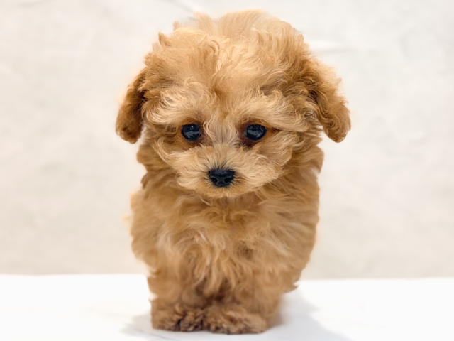 東京都のトイプードル(ティーカップ) (ペッツファースト恵比寿店/2026年2月9日生まれ/女の子/アプリコット)の子犬