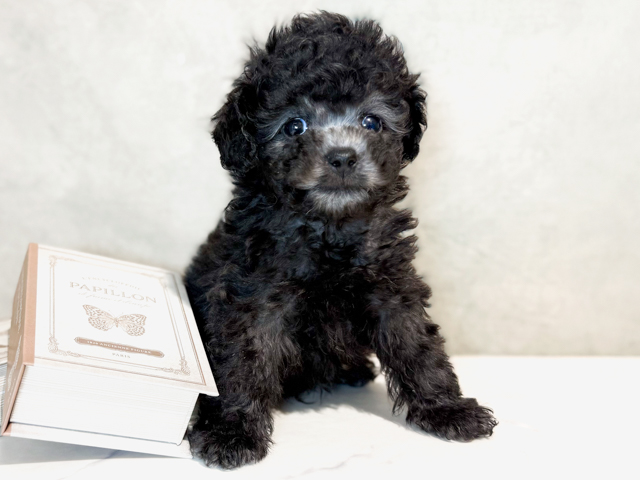 東京都のトイプードル(タイニー) (ペッツファースト原宿店/2026年2月9日生まれ/男の子/シルバー)の子犬の1枚目の画像