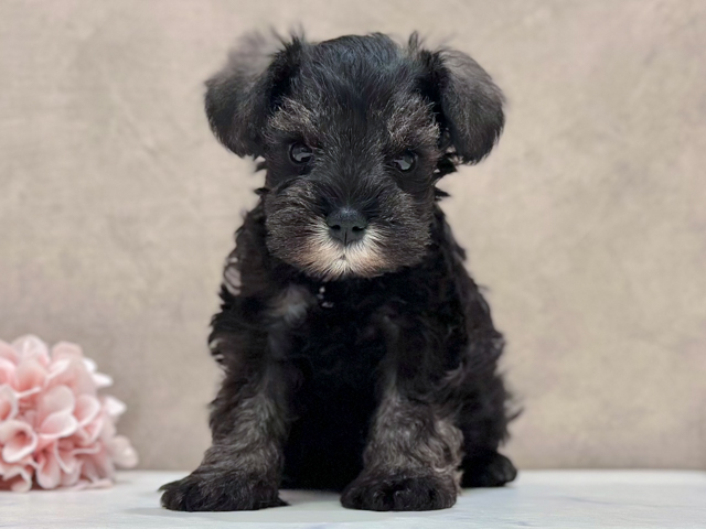 東京都のミニチュアシュナウザー (ペッツファースト新宿店/2026年2月9日生まれ/男の子/ソルトペッパー)の子犬の1枚目の画像