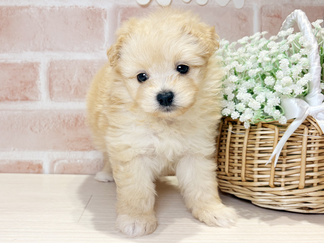 岡山県のポメプー(ポメラニアン×プードル) (ペッツファースト倉敷店/2026年2月9日生まれ/女の子/アプリコットホワイト)の子犬