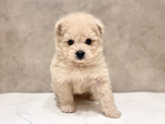 千葉県のポメプー(ポメラニアン×プードル) (ペッツファーストららぽーとTOKYO-BAY店/2026年2月9日生まれ/男の子/クリーム)の子犬の1枚目の画像