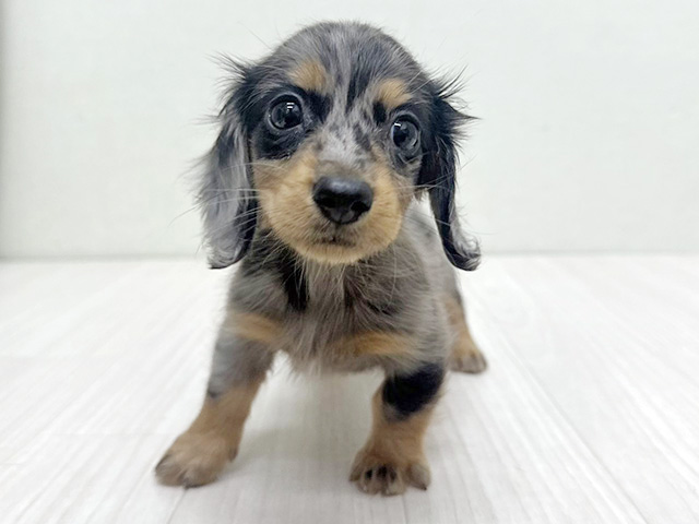 静岡県のカニンヘンダックスフンド(ロング) (ペッツファースト磐田店/2026年2月8日生まれ/女の子/シルバーダップル)の子犬の1枚目の画像