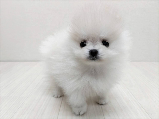 静岡県のポメラニアン (ペッツファースト磐田店/2026年2月7日生まれ/女の子/クリーム)の子犬の1枚目の画像