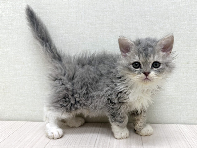 静岡県のラムキン (ペッツファースト磐田店/2026年2月10日生まれ/男の子/ブルーゴールデンホワイト)の子猫の1枚目の画像