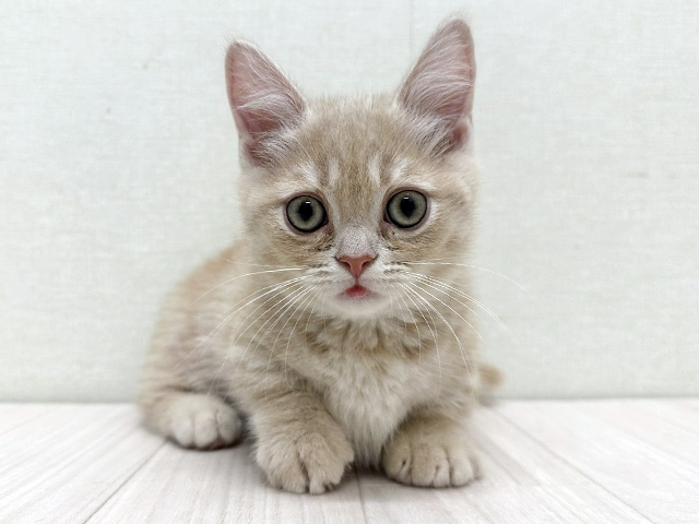 静岡県のマンチカン (ペッツファースト磐田店/2026年1月17日生まれ/男の子/クリームタビー)の子猫
