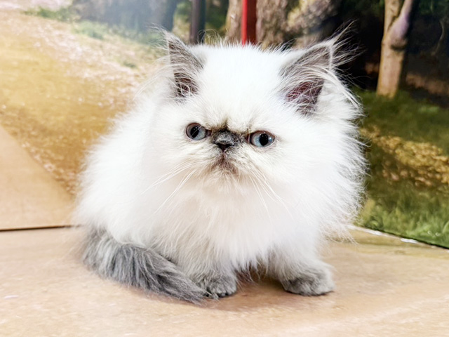 埼玉県のヒマラヤン (ペッツファースト与野店/2026年2月11日生まれ/男の子/ブルーポイント)の子猫の1枚目の画像