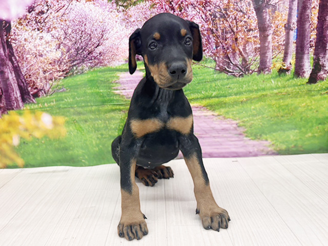 大阪府のドーベルマン (ペッツファースト美原南インター店/2026年1月31日生まれ/女の子/ブラックタン)の子犬の1枚目の画像