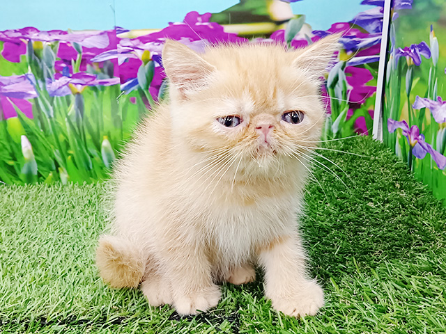 埼玉県のエキゾチックショートヘアー (ペッツファースト久喜菖蒲店/2026年2月10日生まれ/男の子/レッドタビー)の子猫の1枚目の画像