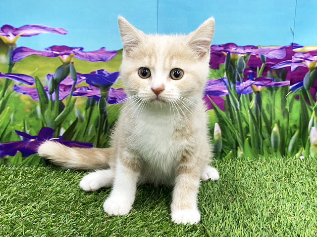 埼玉県のスコティッシュフォールド (ペッツファースト久喜菖蒲店/2026年2月10日生まれ/男の子/クリームタビー)の子猫の1枚目の画像