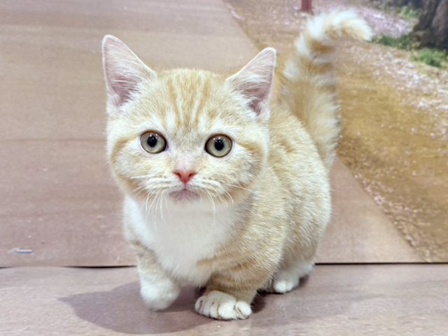 埼玉県のマンチカン (ペッツファースト与野店/2026年2月10日生まれ/男の子/レッドタビーホワイト)の子猫の1枚目の画像