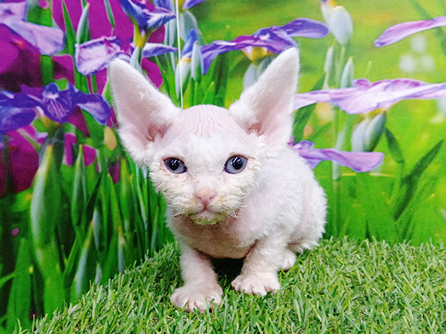 埼玉県のデボンレックス (ペッツファースト久喜菖蒲店/2026年2月10日生まれ/男の子/ホワイト)の子猫の1枚目の画像