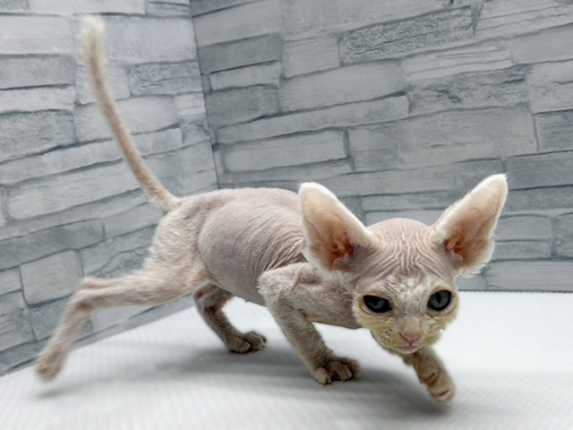 神奈川県のデボンレックス (ペッツファースト横浜瀬谷店/2026年2月10日生まれ/男の子/ホワイト)の子猫の1枚目の画像