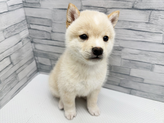 神奈川県の豆柴 (ペッツファースト横浜瀬谷店/2026年2月12日生まれ/男の子/白)の子犬の1枚目の画像