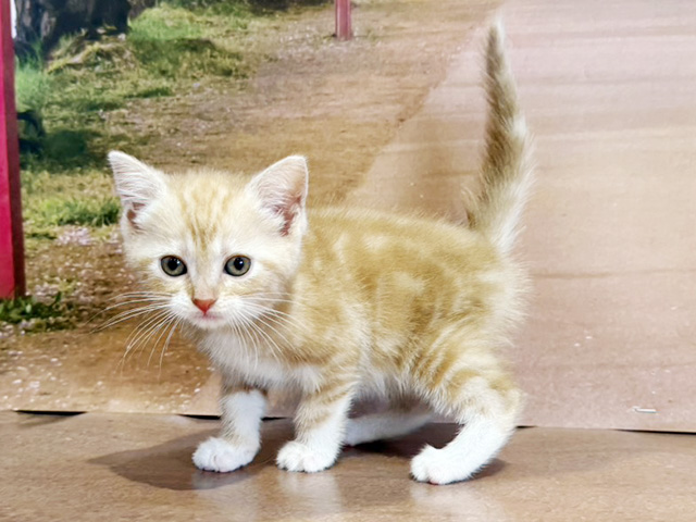 埼玉県のアメリカンショートヘアー (ペッツファースト与野店/2026年2月11日生まれ/女の子/クリームタビーホワイト)の子猫の1枚目の画像