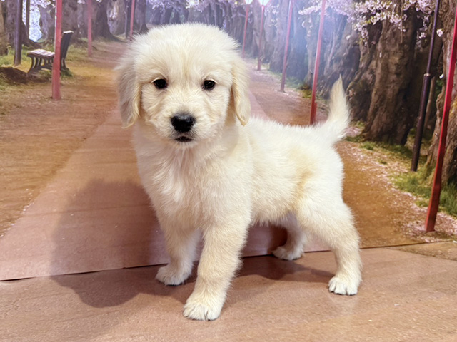 埼玉県のゴールデンレトリバー (ペッツファースト与野店/2026年2月12日生まれ/男の子/クリーム)の子犬の1枚目の画像