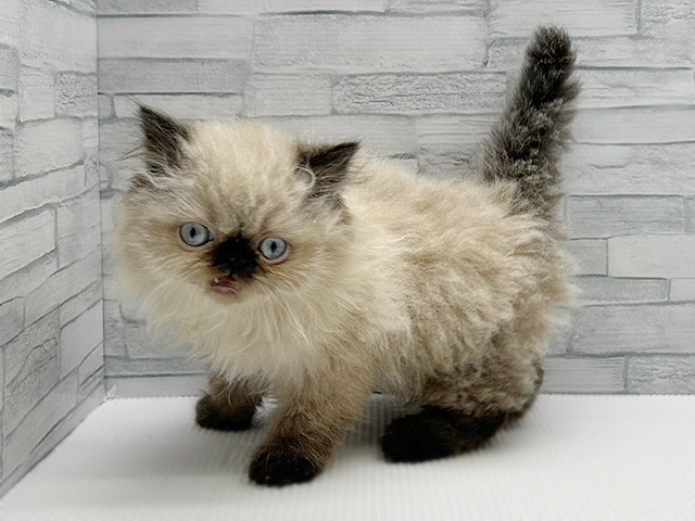 神奈川県のヒマラヤン (ペッツファースト横浜瀬谷店/2026年2月11日生まれ/男の子/シールポイント)の子猫の1枚目の画像