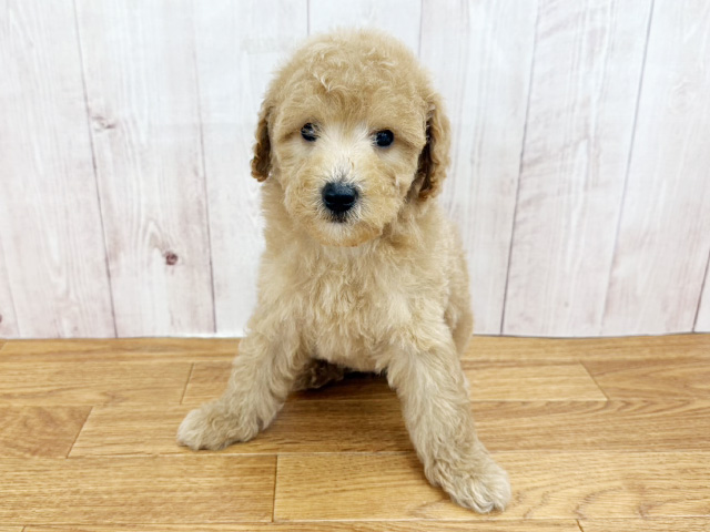 埼玉県のミディアムプードル (ペッツファースト埼玉大井店/2026年2月10日生まれ/男の子/オレンジフォーン)の子犬の1枚目の画像