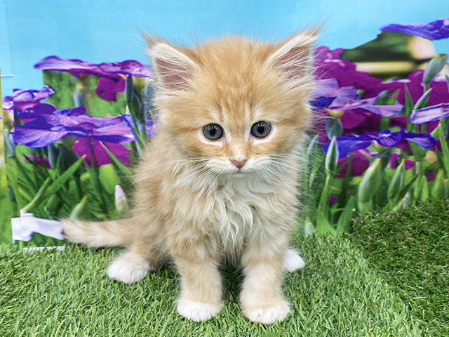 埼玉県のサイベリアン (ペッツファースト久喜菖蒲店/2026年2月12日生まれ/男の子/レッドタビーホワイト)の子猫の1枚目の画像