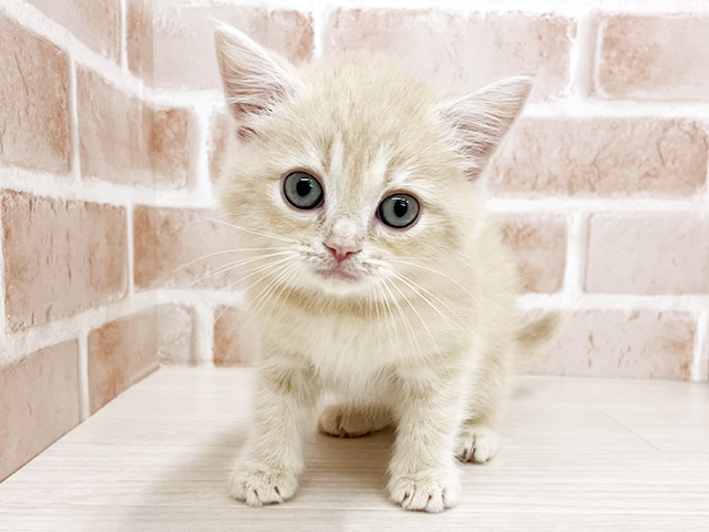 東京都のミヌエット (ペッツファースト八王子多摩美大前店/2026年2月12日生まれ/女の子/クリームタビー)の子猫