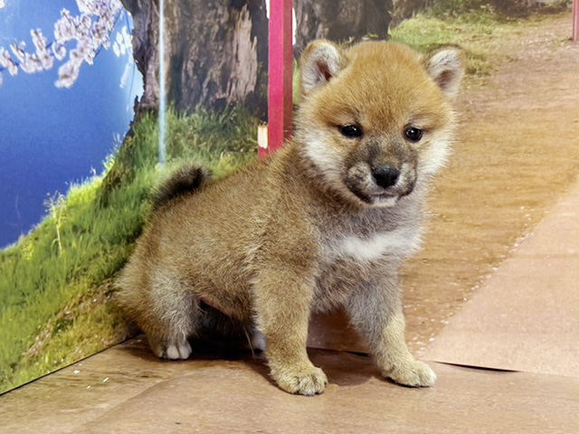 柴犬, 性別 男の子, 誕生日 2026/02/11, 毛色 赤, 出身 広島県, 店舗 与野店(埼玉県), お問い合わせ番号 100960131