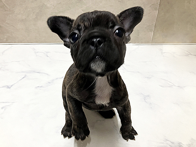 長野県のフレンチブルドッグ (ペッツファースト須坂店/2026年2月10日生まれ/女の子/ブリンドル)の子犬