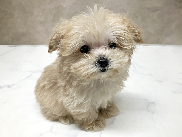 長野県のマルプー(マルチーズ×プードル) (ペッツファースト須坂店/2026年2月10日生まれ/女の子/アプリコット)の子犬の1枚目の画像