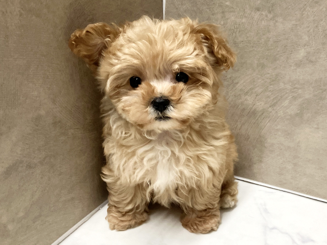 長野県のマルプー(マルチーズ×プードル) (ペッツファースト須坂店/2026年2月10日生まれ/女の子/アプリコット)の子犬