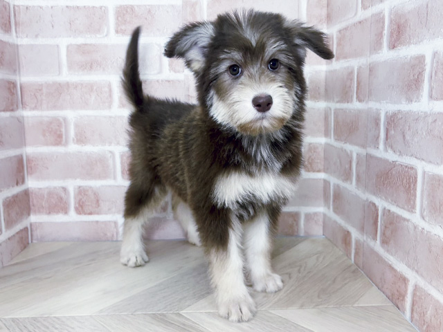 大阪府のスタンダードプードルミックス (ペッツファースト寝屋川店/2026年2月5日生まれ/女の子/チョコレートクリーム)の子犬の1枚目の画像