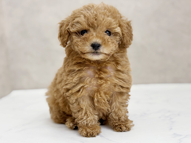 大阪府のトイプードル(タイニー) (ペッツファースト東大阪店/2026年2月10日生まれ/女の子/レッド)の子犬の1枚目の画像