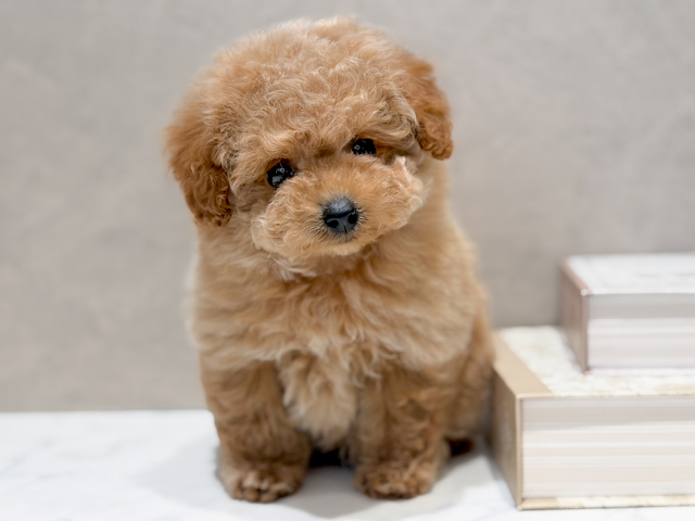 東京都のトイプードル(ティーカップ) (ペッツファースト代官山店/2026年2月10日生まれ/女の子/アプリコット)の子犬の1枚目の画像