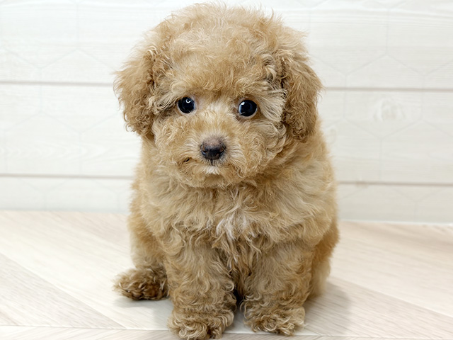 埼玉県のトイプードル(ティーカップ) (ペッツファーストレイクタウン店/2026年2月10日生まれ/女の子/アプリコット)の子犬の1枚目の画像