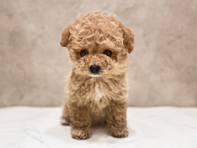 千葉県のトイプードル(ティーカップ) (ペッツファーストららぽーとTOKYO-BAY店/2026年2月10日生まれ/女の子/アプリコット)の子犬の1枚目の画像