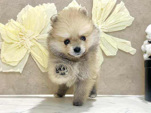 兵庫県のポメラニアン (ペッツファースト神戸三宮センター街店/2026年2月10日生まれ/男の子/クリームセーブル)の子犬