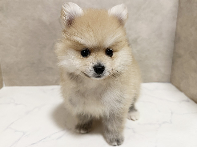 ポメラニアン