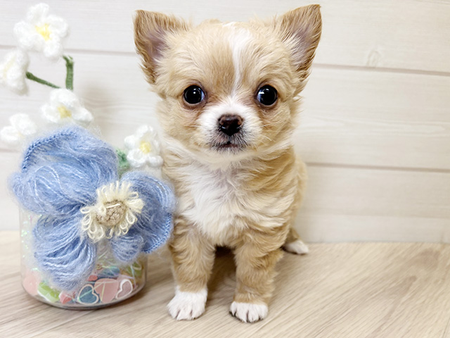 大阪府のチワワ(ロング) (ペッツファーストららぽーと門真店/2026年2月10日生まれ/女の子/クリームホワイト)の子犬の1枚目の画像