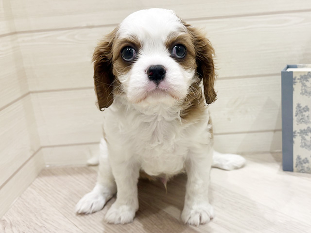 キャバリアキングチャールズスパニエル, 性別 男の子, 誕生日 2026/02/10, 毛色 ブレンハイム, 出身 福岡県, 店舗 岡崎店(愛知県), お問い合わせ番号 2630192