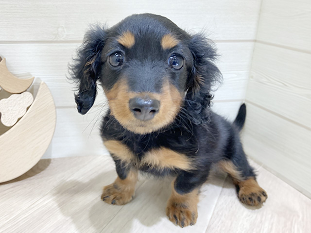 鳥取県のカニンヘンダックスフンド(ロング) (ペッツファースト日吉津店/2026年2月10日生まれ/女の子/ブラックタン)の子犬の1枚目の画像
