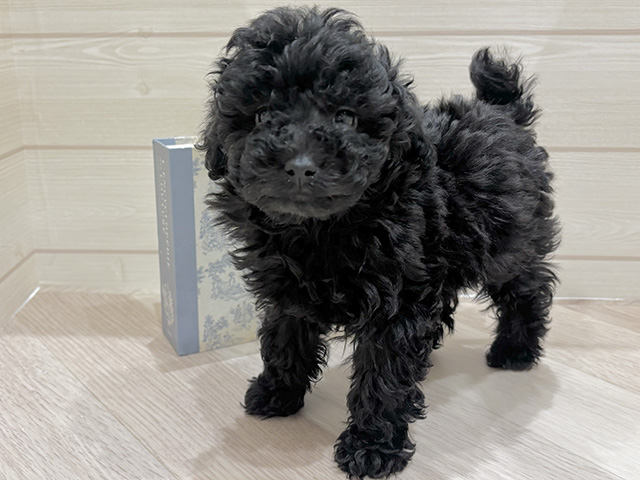 愛知県のトイプードル(トイ) (ペッツファースト岡崎店/2026年2月10日生まれ/男の子/シルバー)の子犬の1枚目の画像