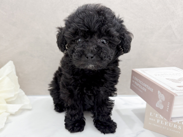 東京都のトイプードル(ティーカップ) (ペッツファースト代官山店/2026年2月10日生まれ/女の子/シルバー)の子犬の1枚目の画像