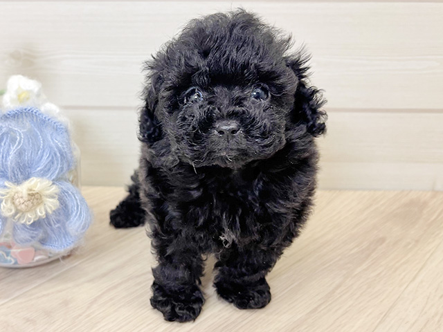 トイプードル