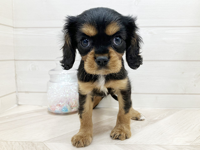 埼玉県のキャバリアキングチャールズスパニエル (ペッツファーストふじみ野店/2026年2月10日生まれ/女の子/ブラックタン)の子犬の1枚目の画像