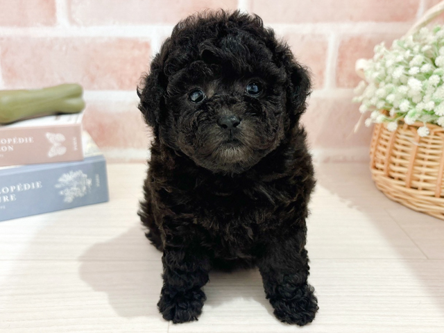 東京都のトイプードル(ティーカップ) (ペッツファースト自由が丘店/2026年2月10日生まれ/女の子/シルバー)の子犬の1枚目の画像